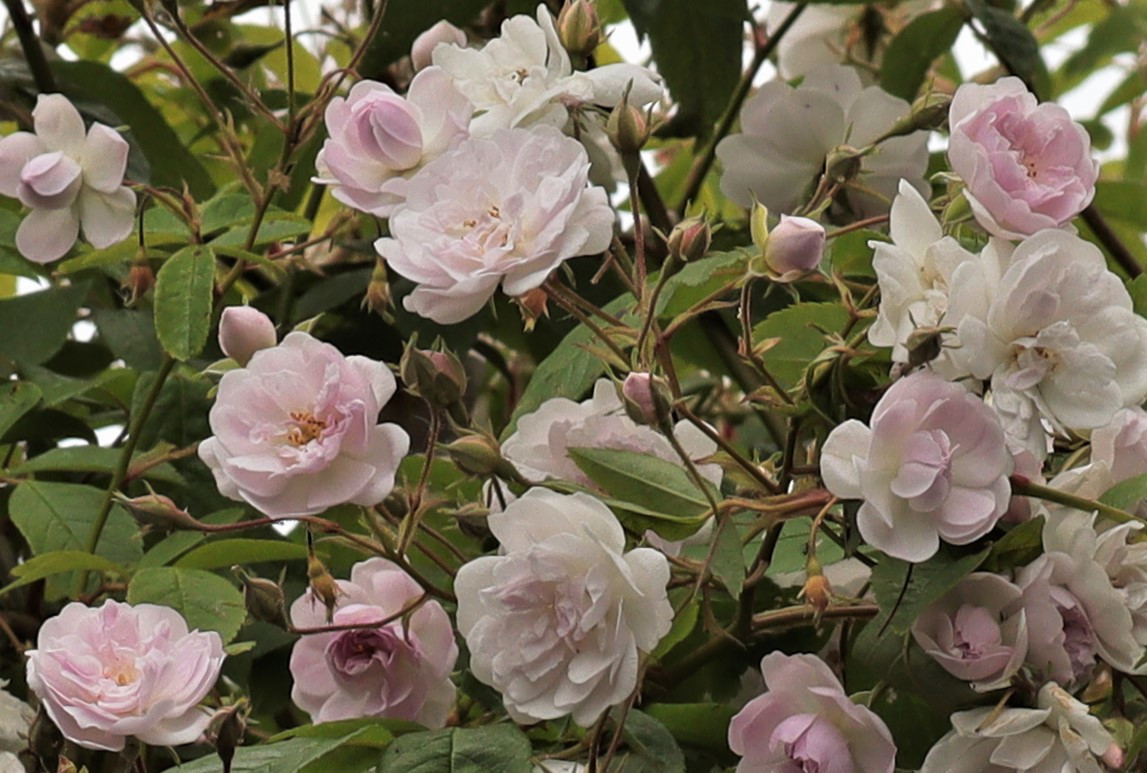 brian-roses