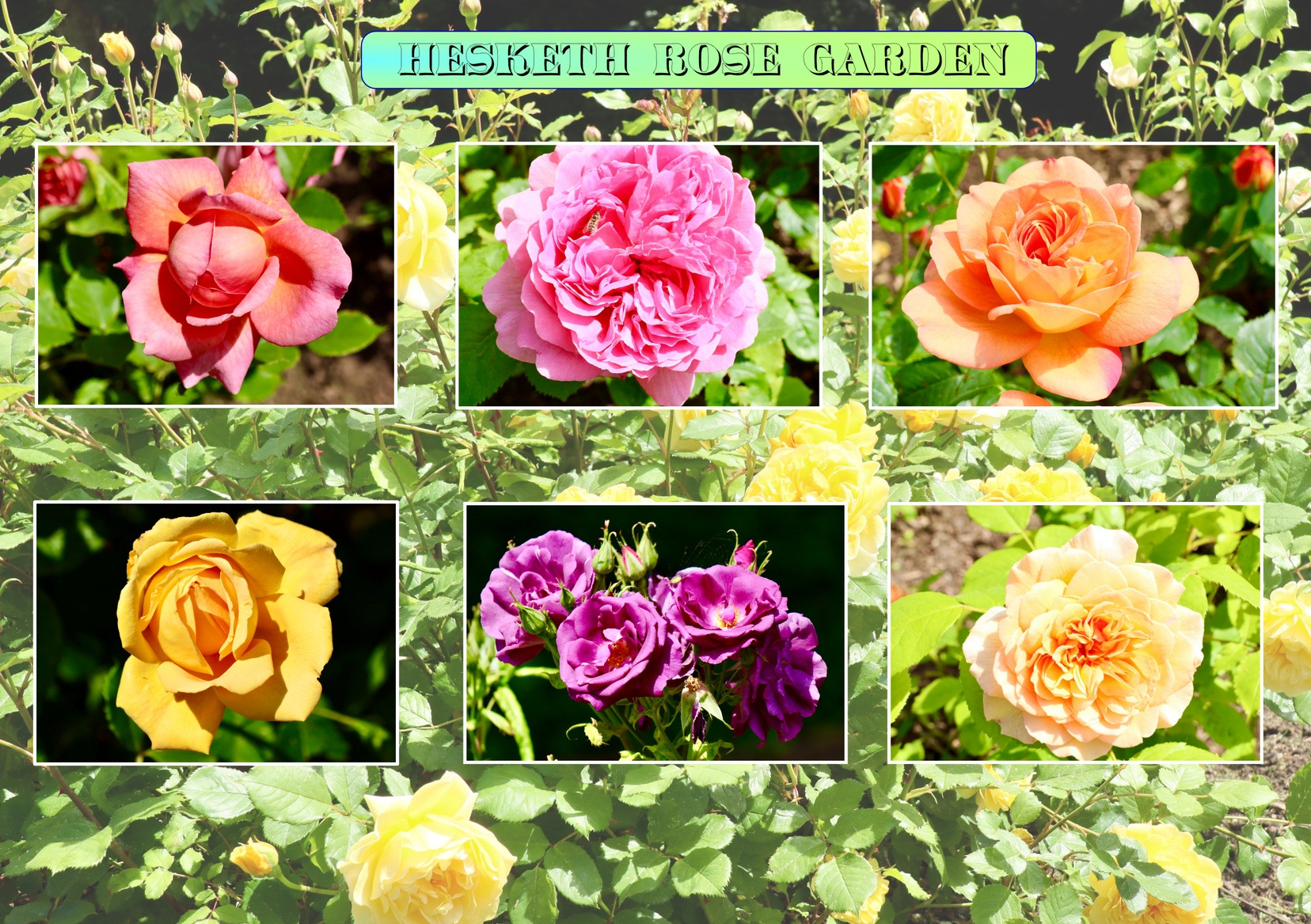 Hesketh rose garden