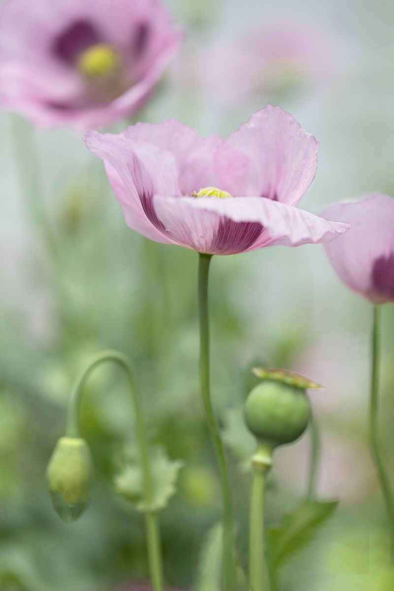 julie-2-opium-poppy