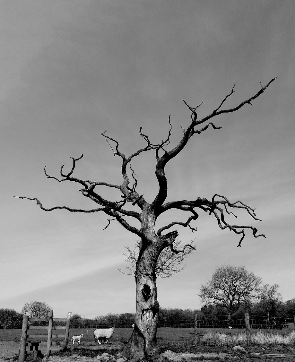 steveb-5-deceased-tree