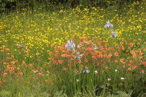 brian-1-meadowflowers