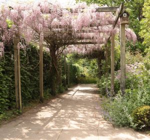 brian-2-wisteria-arch
