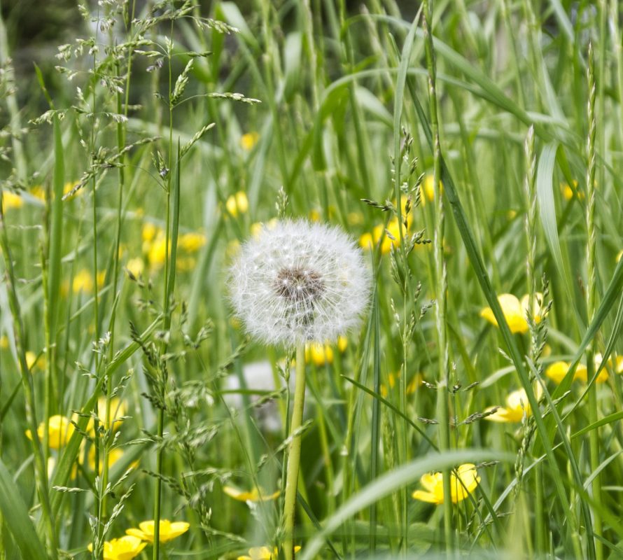 Dandelion Clock_IAN2944