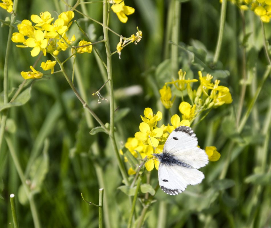White Butterfly_IAN2867