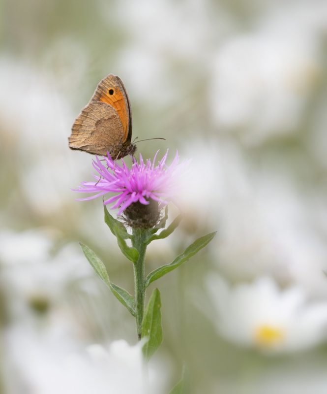 julie-1-meadow-brown
