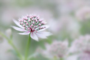 julie-3-astrantia-buckland