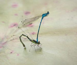 julie-4-damselfly-4-