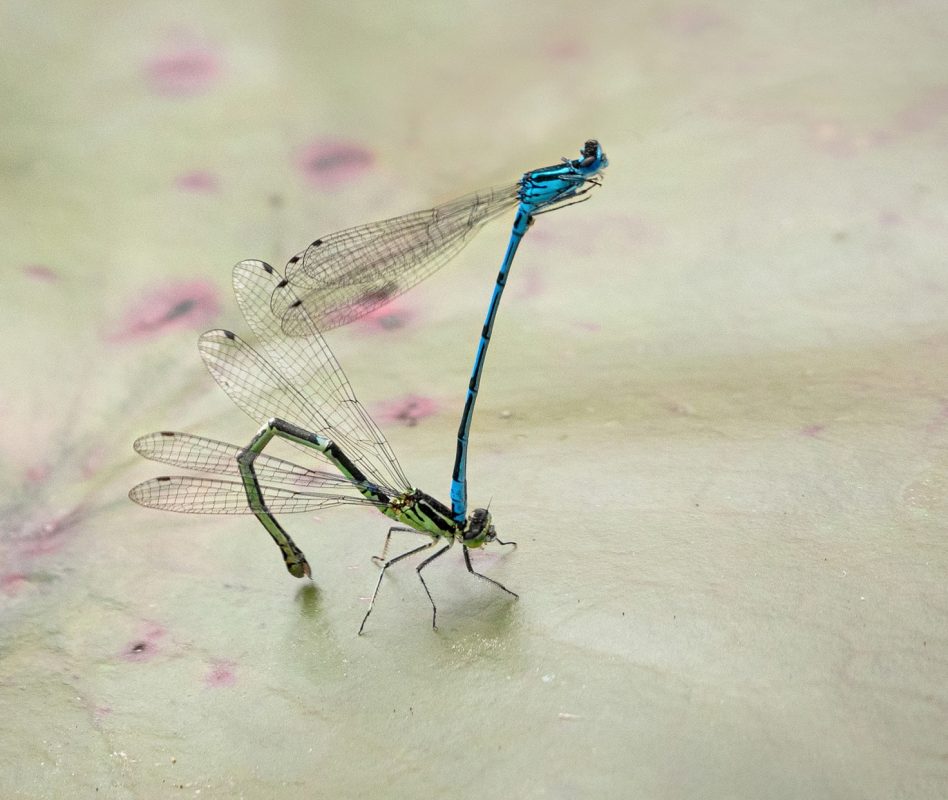 julie-4-damselfly-4-