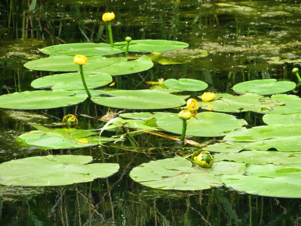 rodw1-life-on-water