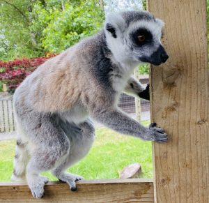 sharon-4-zoo-keeper-experience-with-lemurs