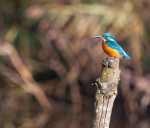 Kingfisher at Mere Sands Wood