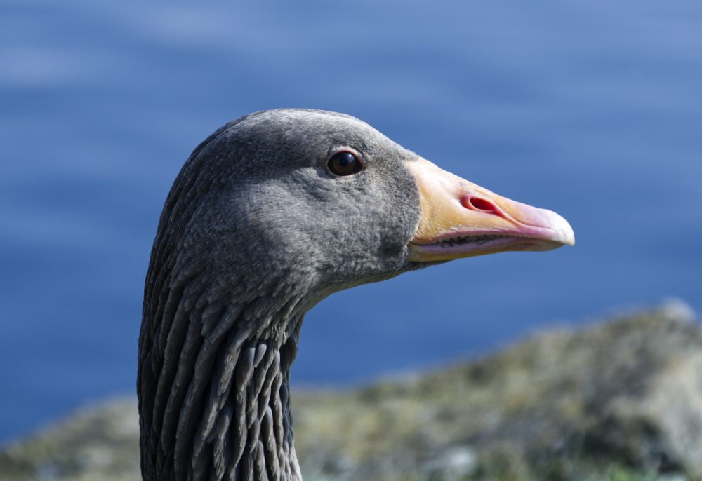 Good For The Goose_IAN8234