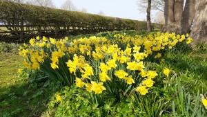 Spring daffodils