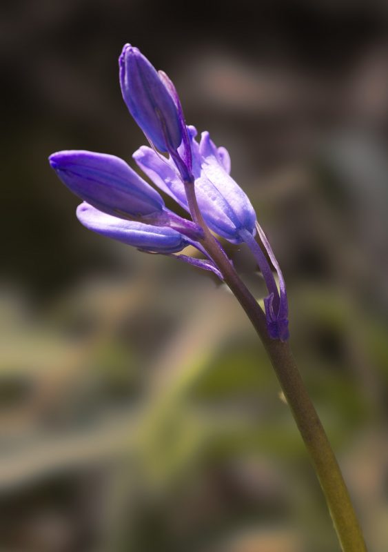 Bluebell_IAN8915