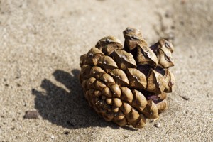 Cone_IAN8996
