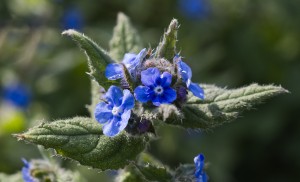 Green Alkanet_IAN8895