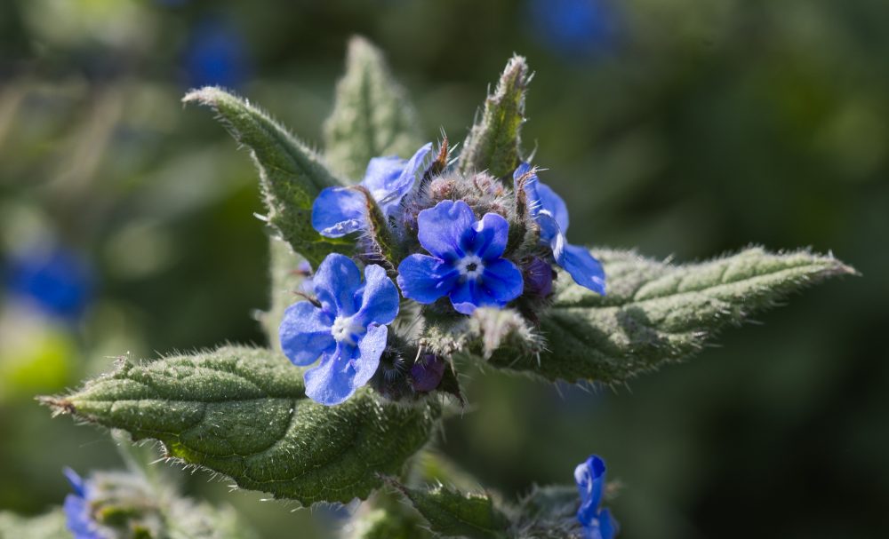Green Alkanet_IAN8895