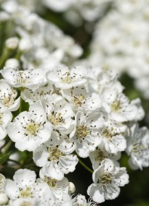 Hawthorn_IAN8963