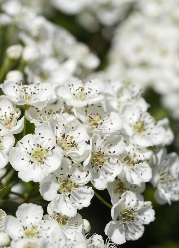 Hawthorn_IAN8963