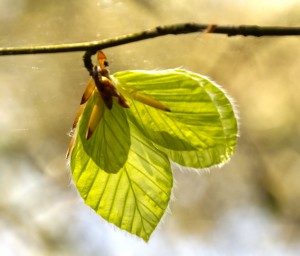 Leaf Shadows_IAN8816