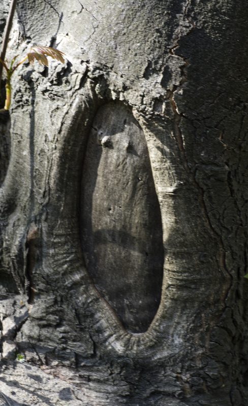 Mono Trunk_IAN9033