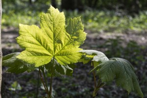 Sycamore_IAN9026