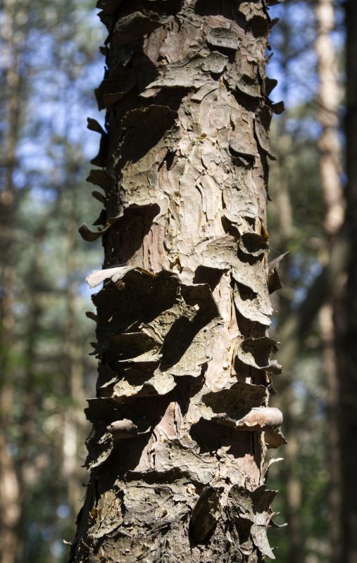 Trunk_IAN8840