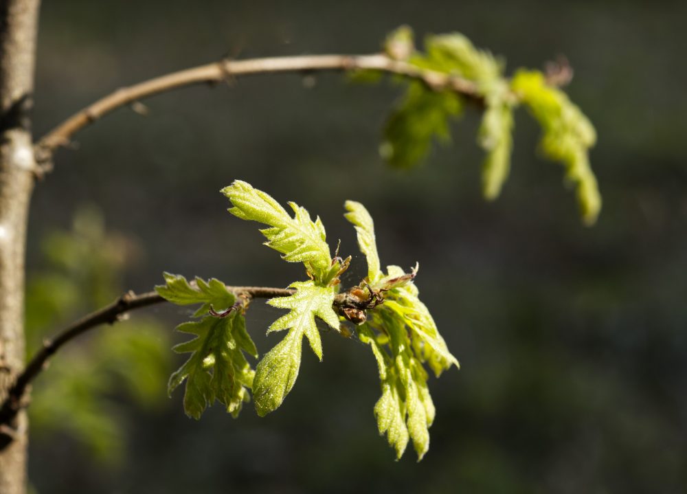 Young Leaves_IAN8876