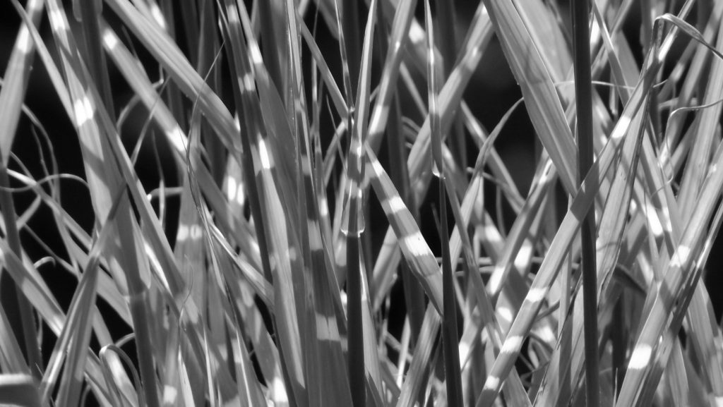 Photo 1 monochrome - Zebra grass
