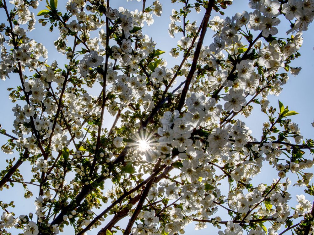Blossom Burst