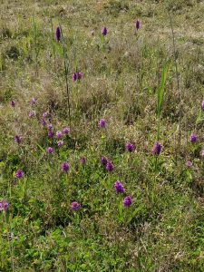 IMG_20230526_115105