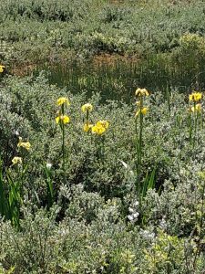IMG_20230526_123954