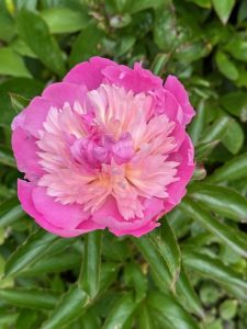 Dalemain Gardens view (2)