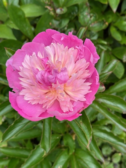 Dalemain Gardens view (2)