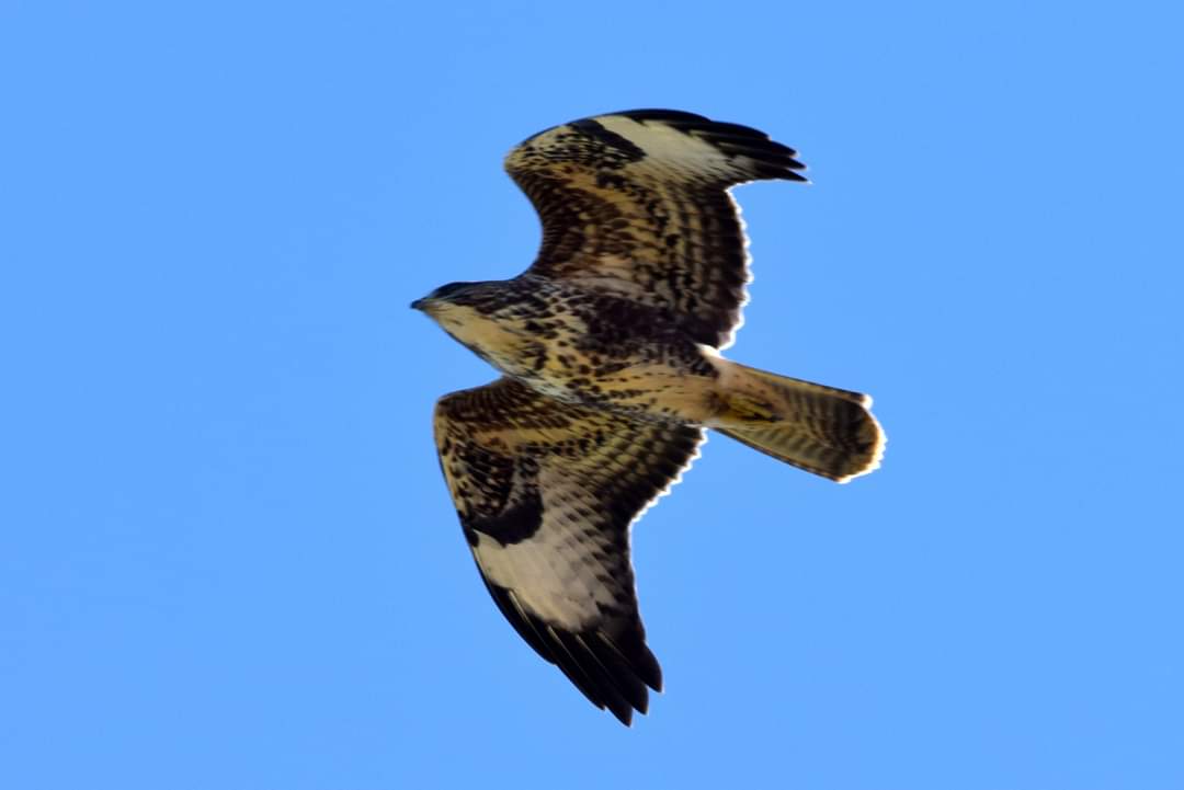 bird watching north cave