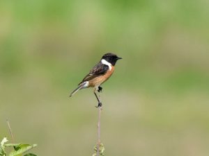 FB_IMG_1747239862698