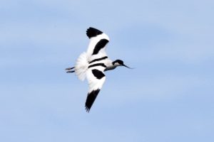 FB_IMG_1748297937484