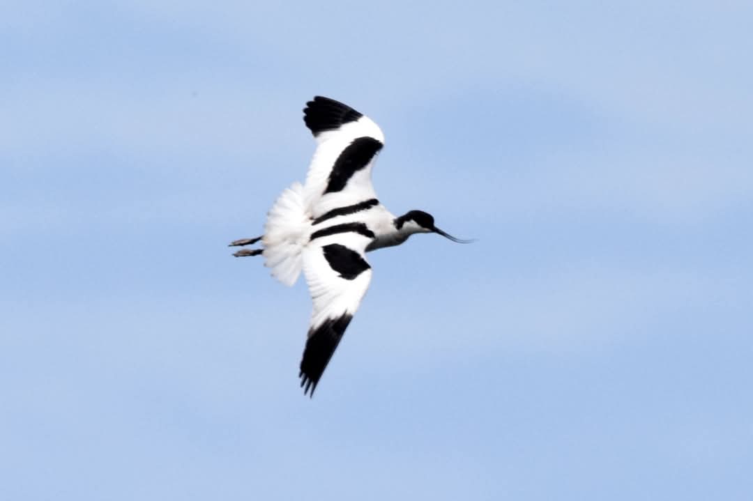 FB_IMG_1748297937484