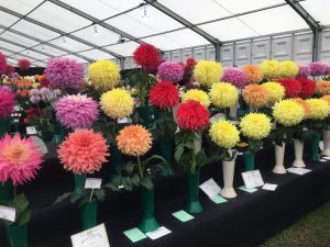 Newby - Around the Show 2