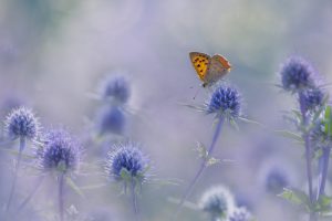 Small copper 3786 3
