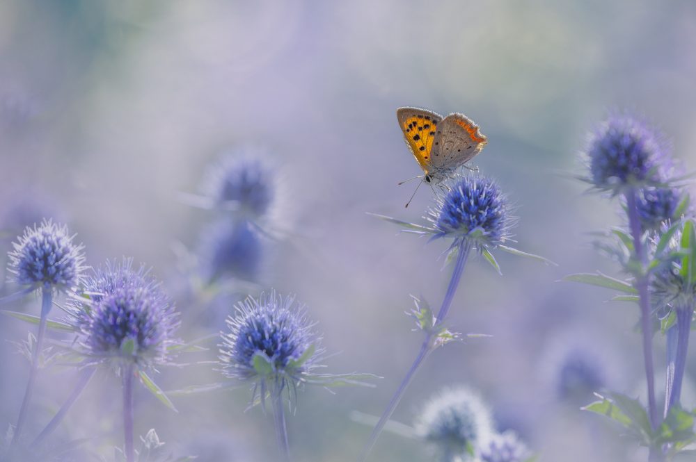 Small copper 3786 3